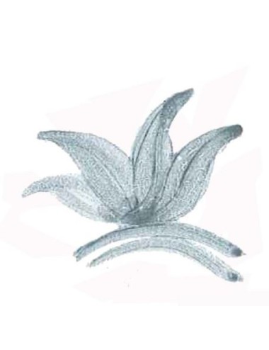 COLORANT POUDRE VERT DE GRIS P35