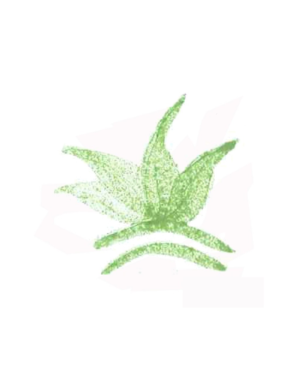 COLORANT POUDRE VERT VICTORIA P69